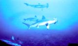 Layang Layang Dive Sites Layang Layang Dive Sites